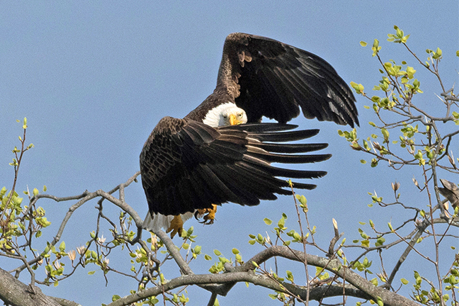 Bald Eagle lift off, Long Island New York